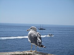 Goéland et Méditerranée.