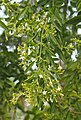 Jasminum didymum ssp. lineare flowers and foliage.jpg