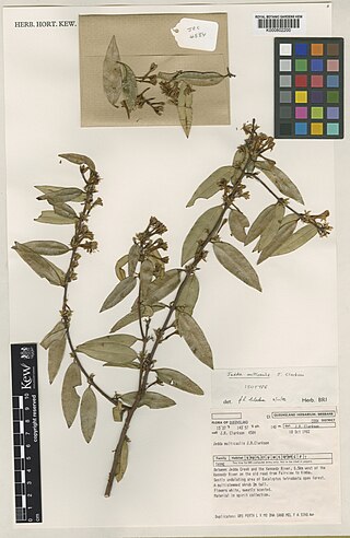 <i>Jedda multicaulis</i> Species of flowering plant