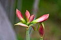 Jersey Lilly (Amaryllis belladonna).