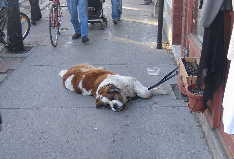 File:Jielbeaumadier saint-bernard mtl 2006.jpeg