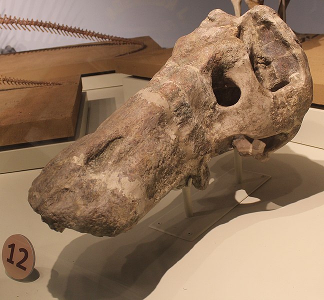 File:Jonkeria-Field Museum.jpg