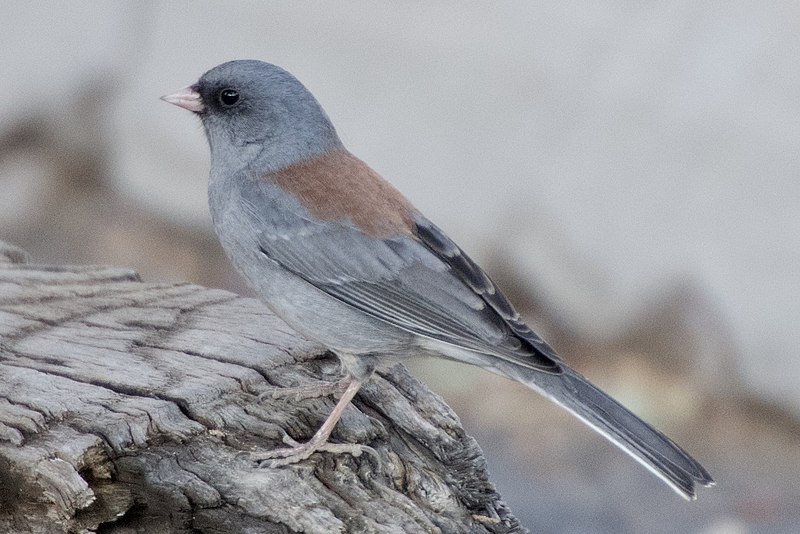 File:Junco hyemalis caniceps 100995649 (cropped).jpg