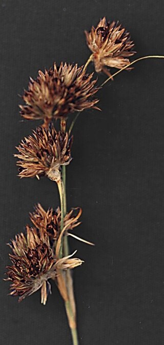 <i>Juncus howellii</i> Species of grass