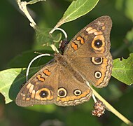 Junonia neildi