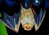 Juvenile male eastern red bat.JPG