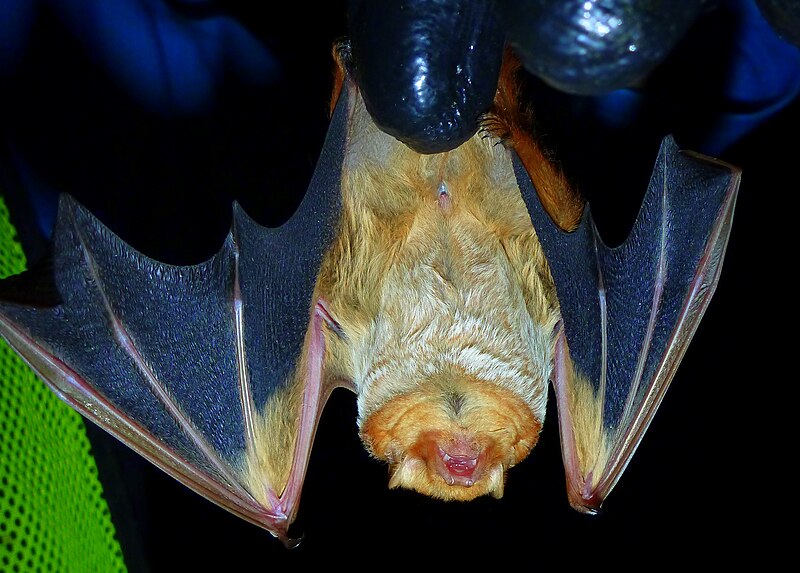 File:Juvenile male eastern red bat.JPG