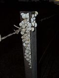 Miniatuur voor Bestand:Kadina-snails-spend-evening-on-the-fencepost-0683.jpg