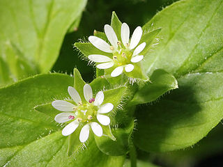 <i>Stellaria media</i> Species of flowering plant (chickweed)