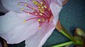 P086 河津桜 Kawazuzakura 拡大した花の写真