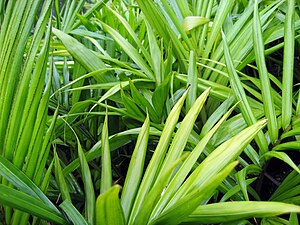 Seedlings of R. baueri grown for sale in New Zealand KermadecNikau267.jpg