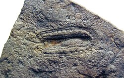 Kimberella quadrata (Ediacaran fossil) in sandstone (Ust-Pinega Formation, Ediacaran, Neoproterozoic; White Sea, Russia) (29830060340).jpg