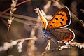 "Kleine_Feuerfalter_(Lycaena_phlaeas)_im_FFH-Gebiet_"Viernheimer_Waldheide_und_angrenzende_Flächen".jpg" by User:Ssprmannheim