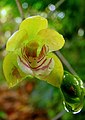 Koellensteinia spiralis flower