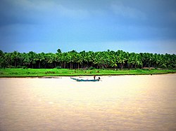 Coconut trees and a meadow seen across a river.