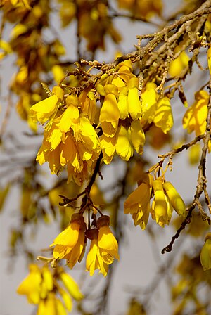Kowhai Blooms with Leaf Buds.jpg