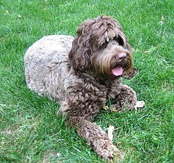 Labradoodle.jpg