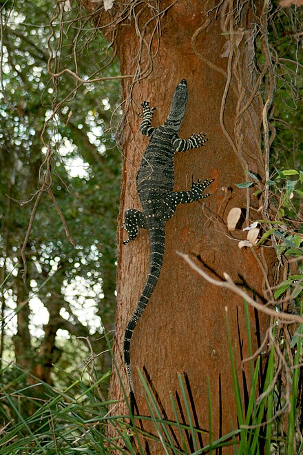 A lace monitor in Royal National Park