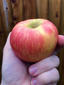 Lady Alice apple from supermarket in Seattle.jpg