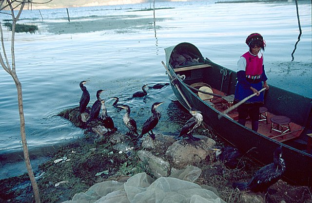 A cormorant fisherwoman returning to shore on Erhai Lake