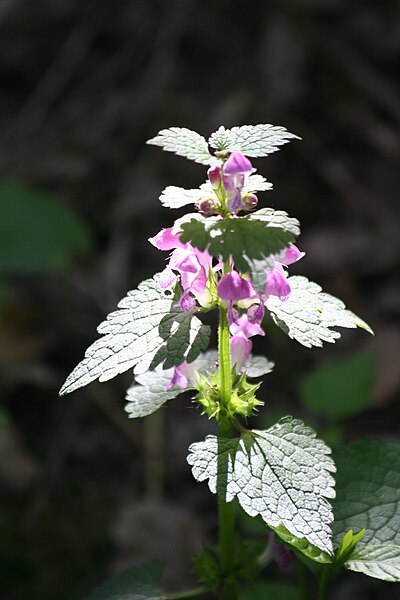 File:Lamium maculatum - img 20758.jpg