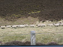 Lammermuir sheep Lammermuir sheep.jpg