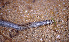 Beskrivelse af Lamprophiid Snake (Liophidium apperti) (9610207672) .jpg.