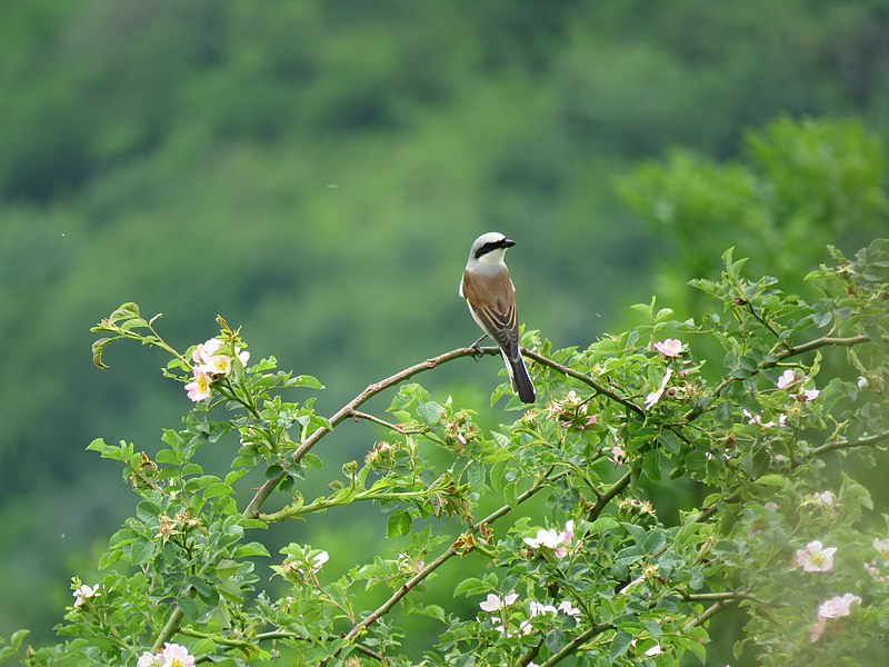 File:Lanius colurio, Sićevačka klisura.jpg