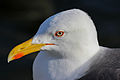 * Nomination Lesser Black-backed Gull at the Tjörnin lake in the central Reykjavík. --Estormiz 14:45, 28 June 2012 (UTC) * Promotion Green CA at the head, disturbing noise in the background Poco a poco 19:08, 28 June 2012 (UTC) Fix attempted. Biopics 20:21, 28 June 2012 (UTC) It got better, but the green halo around the head is still too pronounced, sorry Poco a poco 19:50, 29 June 2012 (UTC) I uploaded a new version, remove green CA and add some highlights. I'm not sure, the picture is not perfect but the resolution is quite high (compared to most other images on Commons) for a detailed view of a bird.--ArildV 20:29, 30 June 2012 (UTC) It is not perfect but good enough for QI, thank you Poco a poco 09:15, 1 July 2012 (UTC)