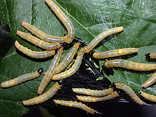 <span class="mw-page-title-main">Social caterpillars</span> Behaviors of caterpillars in society