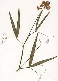 Herbariumexemplaar van de boslathyrus (Lathyrus sylvestris)