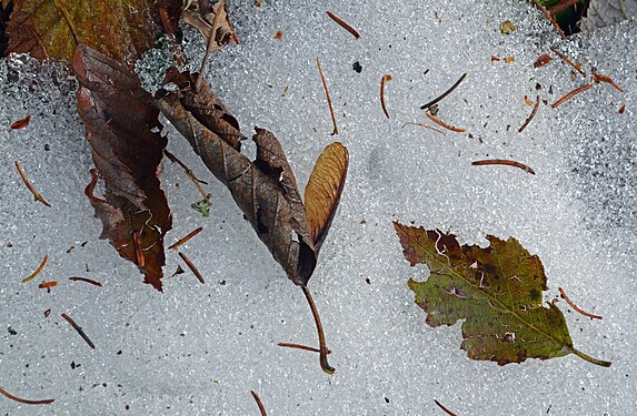 Autumn leaves & snow in Maria Alm, Salzburg (state)