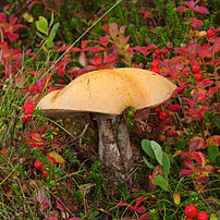 Un bolet roux (Leccinum versipelle). (définition réelle 2 000 × 2 000)