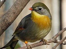 Leiothrix lutea (Avifauna, NL) .JPG