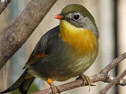 Leiothrix lutea (Avifauna, NL).JPG