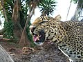 Lleopardu indiu (Panthera pardus fusca).