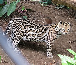 Leopardus pardalis-- Ocelot (27328421953).jpg