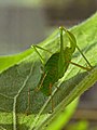 * Nomination Speckled bush-cricket, found in Vienna --Haeferl 23:17, 8 January 2012 (UTC) * Promotion Good quality. --Mattbuck 14:05, 14 January 2012 (UTC)