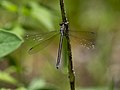 Lestes eurinus 42318970.jpg