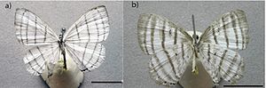 Thumbnail for Leucochimona icare