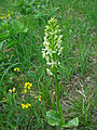 Platanthera chlorantha Germany Leutratal und Cospoth