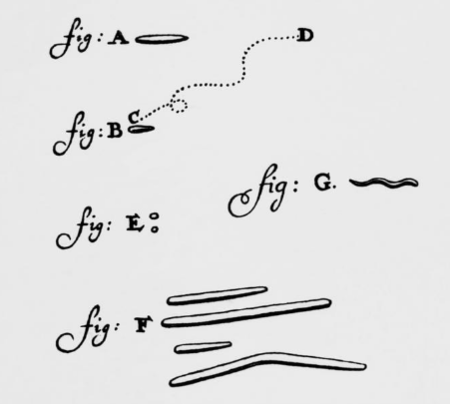 Tập_tin:Leuwenhoek_picture_of_animacules.png