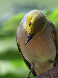 White-plumed Honeyeater (Lichenostomus penicillatus), Northern Territory, Australia