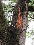 Thumbnail for File:Lightning struck live oak tree, Carrollton Riverbend, New Orleans April 2022 - Scar 2.jpg