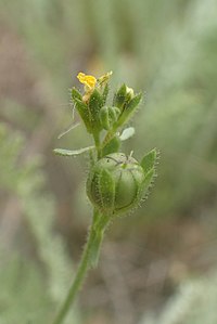 Linaria simplex kz02.jpg