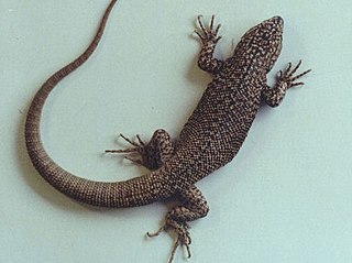 <i>Liolaemus lorenzmuelleri</i> Species of lizard