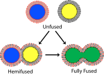 Thumbnail for Lipid bilayer fusion