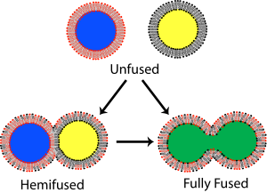 Illustration of lipid vesicles fusing showing two possible outcomes: hemifusion and full fusion. In hemifusion only the outer bilayer leaflets mix. In full fusion both leaflets as well as the internal contents mix. Lipid bilayer fusion.svg