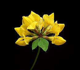 Lotus pedunculatus7 ies.jpg