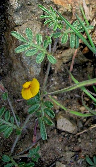 <i>Acmispon strigosus</i> Species of legume